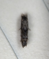 Mompha solomoni