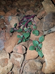 Acanthomintha lanceolata