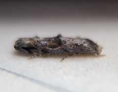 Mompha solomoni