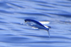 Cheilopogon melanurus