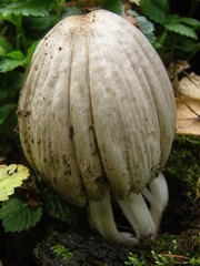 Coprinopsis atramentaria