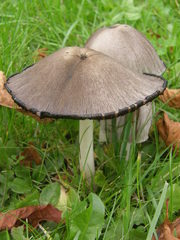 Coprinopsis atramentaria