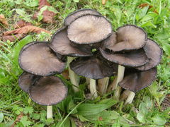 Coprinopsis atramentaria