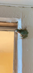 Hyla versicolor