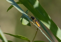 Protichneumon pisorius