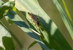 Protichneumon pisorius