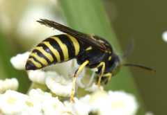 Bembecinus tridens