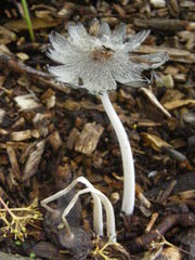 Coprinopsis atramentaria