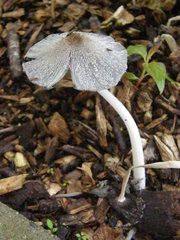 Coprinopsis atramentaria