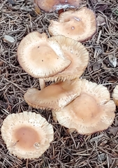 Marasmius