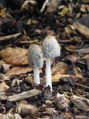 Coprinopsis atramentaria