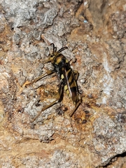 Xylotrechus chinensis