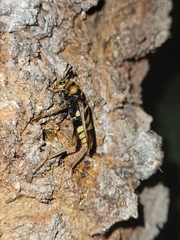 Xylotrechus chinensis