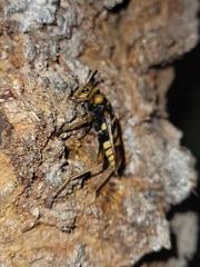 Xylotrechus chinensis