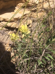 Castilleja genevievana