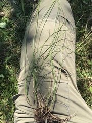 Carex appropinquata