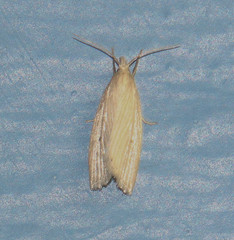 Schoenobiinae