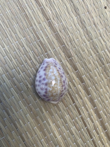 Cypraea chinensis observed 2021-08-12