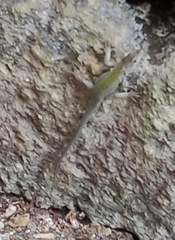 Podarcis siculus siculus