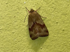 Heliothis adaucta