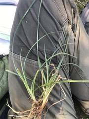 Carex panicea