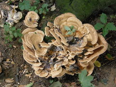 Polyporales