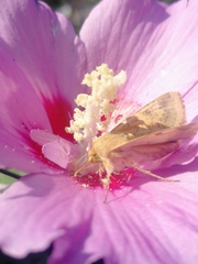 Helicoverpa armigera