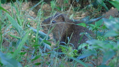 Cavia fulgida