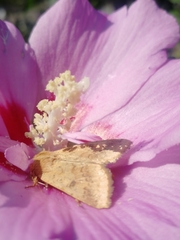 Helicoverpa armigera