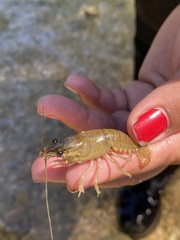 Faxonius occidentalis