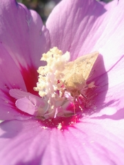 Helicoverpa armigera