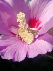 Helicoverpa armigera