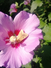 Helicoverpa armigera