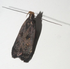 Dichomeris juncidella