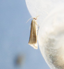 Schoenobiinae
