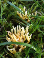 Ramaria