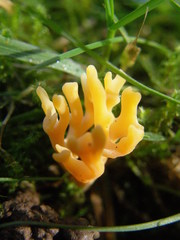 Ramaria