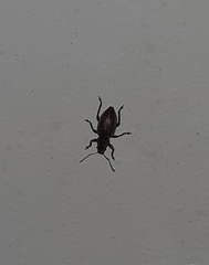 Pantomorus cervinus
