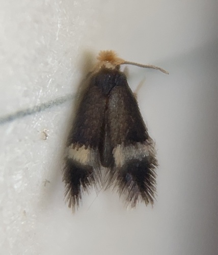 Stigmella caryaefoliella