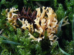 Ramaria