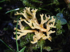Ramaria