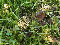 Ramaria