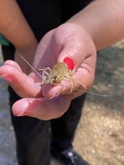 Faxonius occidentalis