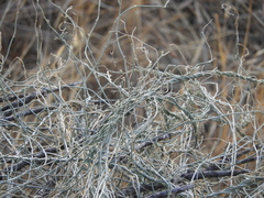 Funastrum heterophyllum