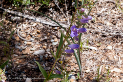 Penstemon lentus lentus