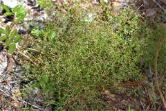 Lechea sessiliflora