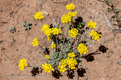 Physaria rectipes
