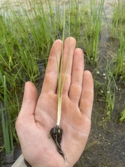 Scheuchzeria palustris