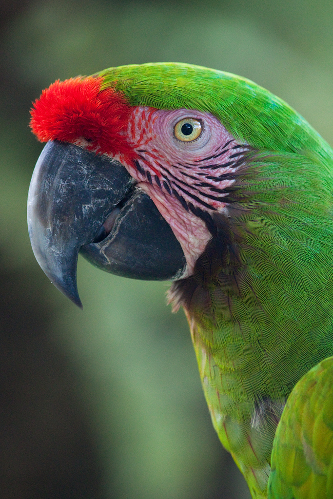 (Tortuguero, Cost Rica BIRDS) · iNaturalist