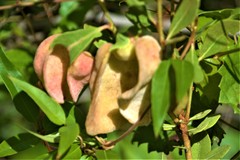 Exobasidium ferrugineae